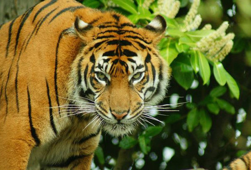 Harimau di Perkebunan Lolo, TNKS: Bukan Citra dan Surya, Itu Harimau Individu Lain