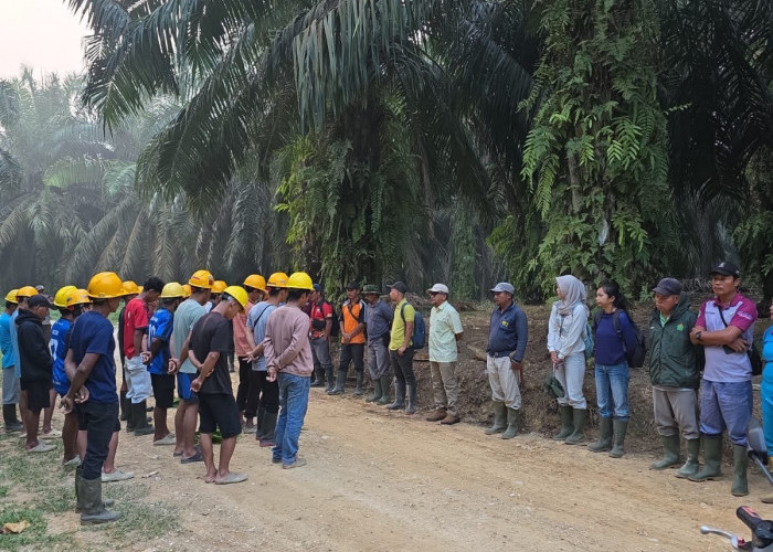 Produksi Kebun Bukit Kausar Tumbuh Positif, Perbaikan Operasional dan SDM Jadi Kunci