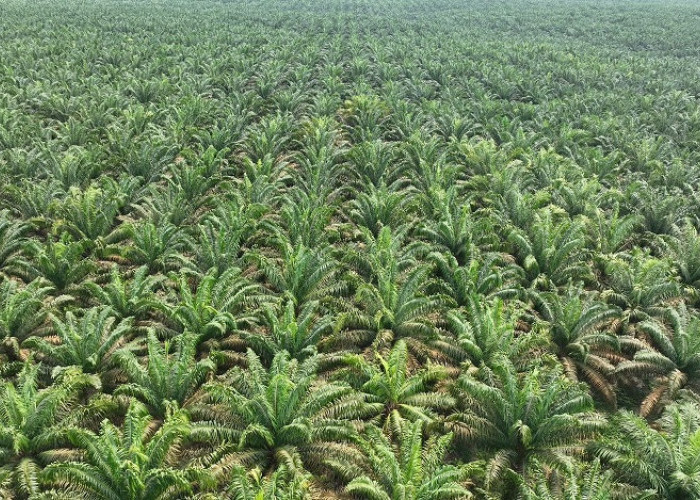 Harga TBS Sawit Bangka Tengah Bertahan Stabil, Tertinggi Tembus Rp3.100/Kg, Ini Harga TBS Per 19 Juni 2026