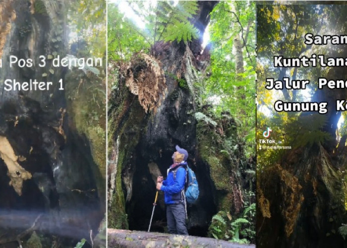Viral Pohon Bolong Sarang Kuntilanak di Jalur Pendakian Gunung Kerinci
