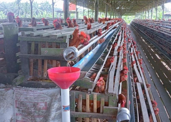 Peternak Telur di Tanjabtim Belum Mampu Penuhi Permintaan Pasar