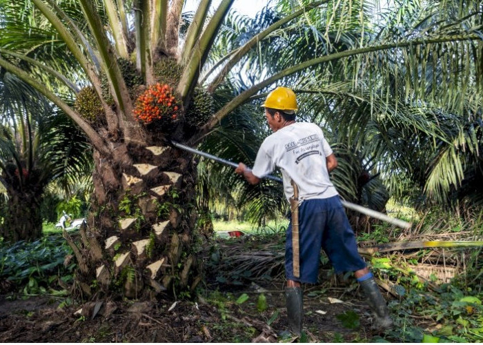 Kasus Konflik Lahan Sawit di Desa Betung Muaro Jambi, Siap-Siap Kelompok 12 Dipanggil Penyidik