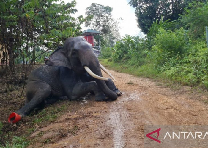 PIKG Tebo Jambi Pelihara Lima Gajah Jadi Wahana Edukasi