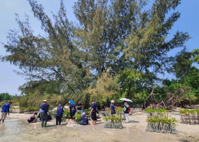Dukung Bebas Emisi Karbon, BRI Kembali Tanam Bibit Mangrove di Pulau Tidung, Total 10.500 Bibit di 2023