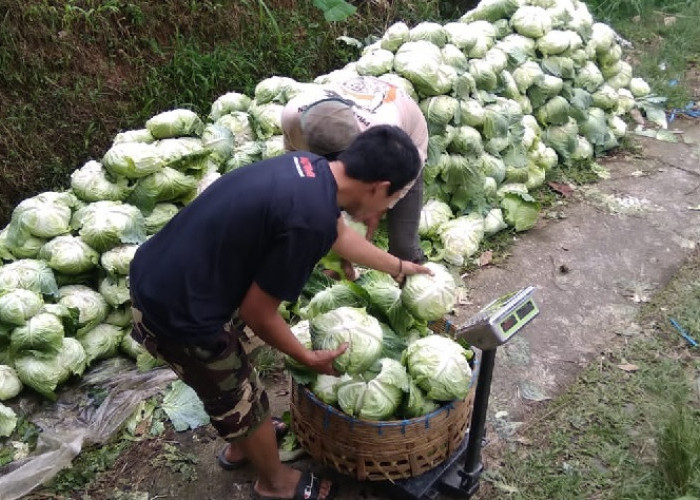 Relawan Prabowo Borong Sayur yang Tak Laku dari Petani 7 Ton Per Hari untuk Kaum Dhuafa