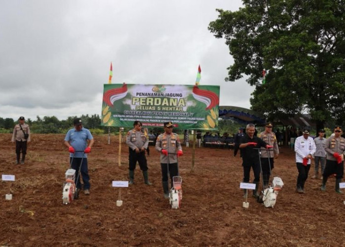 Optimalkan Lahan Replanting Kelapa Sawit , PTPN IV Palmco Kembangkan Penanaman Jagung