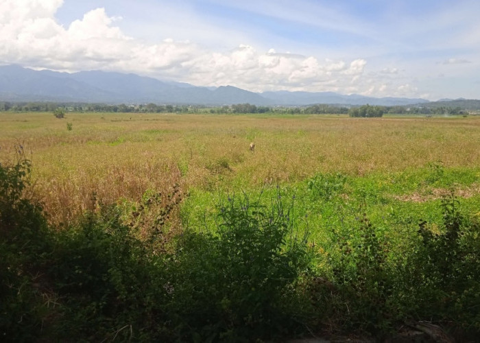 Ratusan Hektare Sawah di Sungai Penuh tak Bisa Digarap, Saluran Irigasi Putus Sudah Tiga Bulan