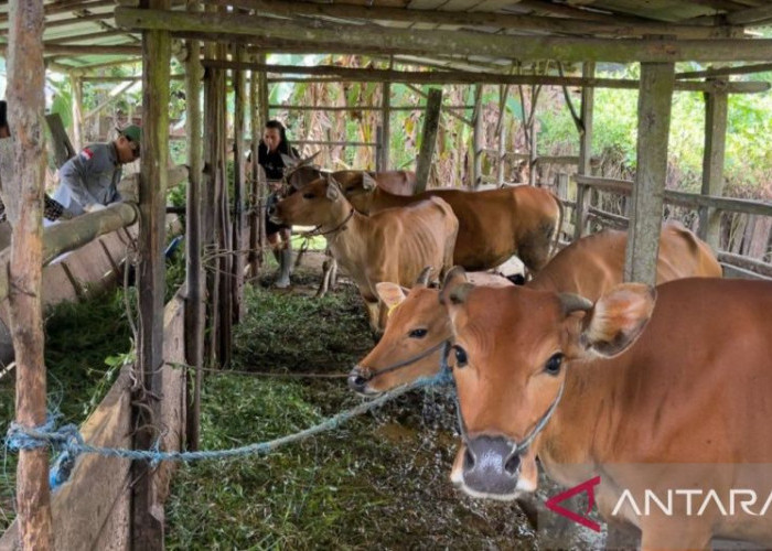 Jambi Terima 2.700 Dosis Vaksin Untuk Hewan Ternak