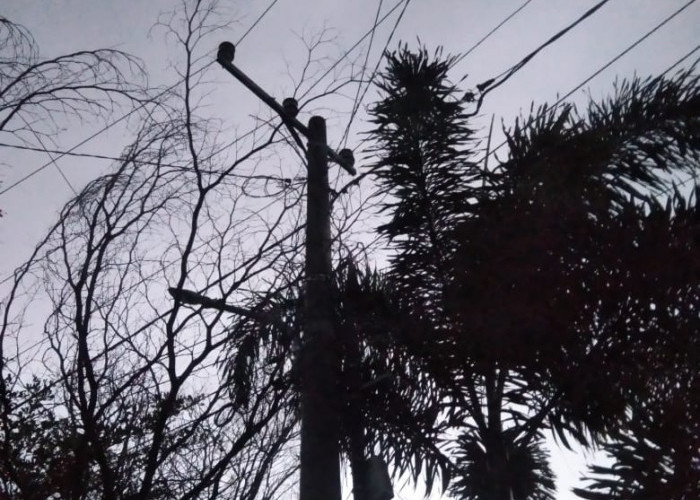 Cuaca Ekstrem Ganggu Listrik di Kota Baru Jambi, Ini Penjelasan PLN 