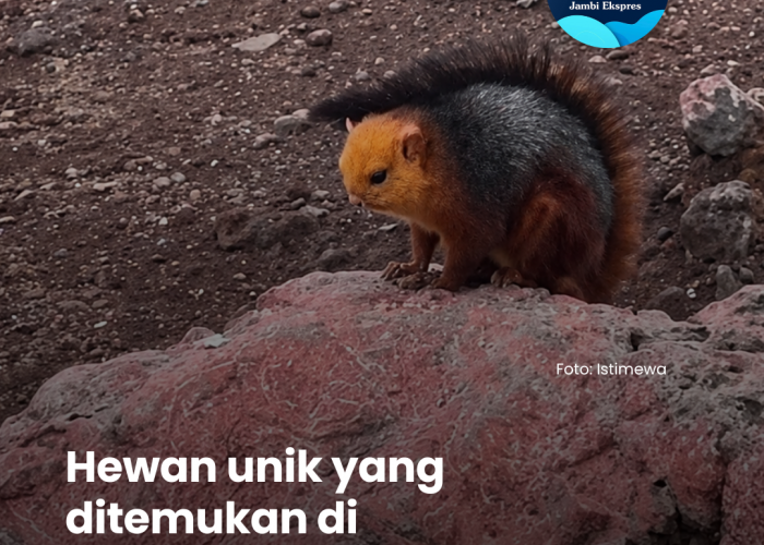 Viral Hewan Disebut Langka di Gunung Kerinci, Ini Kata Praktisi Kehutanan 