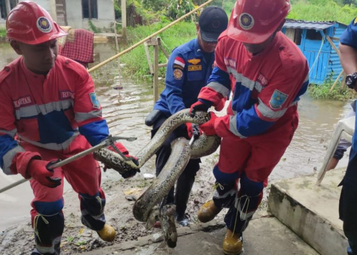 Damkartan Kota Jambi Evakuasi Ular Piton Empat Meter di Area Banjir