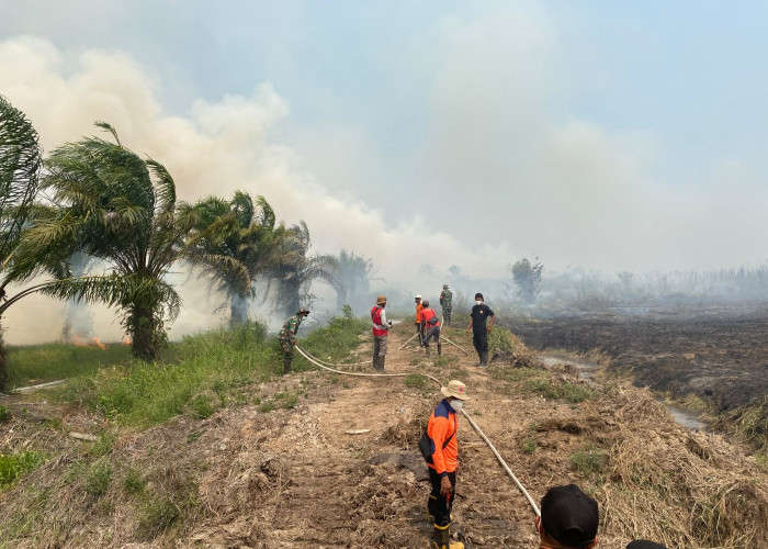 30 Hektare Lahan Gambut di Sungai Aur Terbakar, Tim Gabungan Masih Siaga
