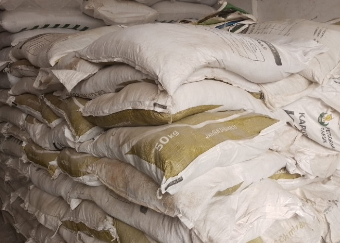 Pemupukan Kelapa Sawit Terhambat Musim Kemarau, Petani Tetap Jaga Nutrisi Kebun