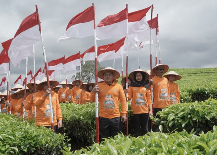 Seabad Teh Kayu Aro, Ditandai 100 Bendera Berkibar di Puncak 