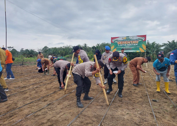 Sukseskan Swasembada Pagan, Kapolres Sarolangun Tanam Jagung Secara Tradisional