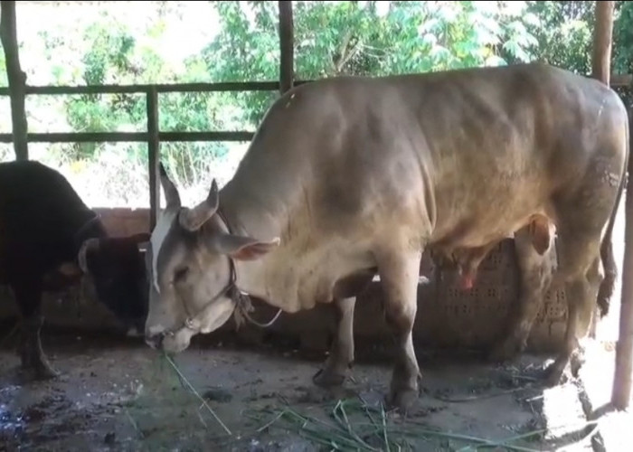 Dipelihara 7 Tahun, Sapi Raksasa 836 Kg Milik Warga Jambi Dipilih Jadi Kurban Presiden Prabowo