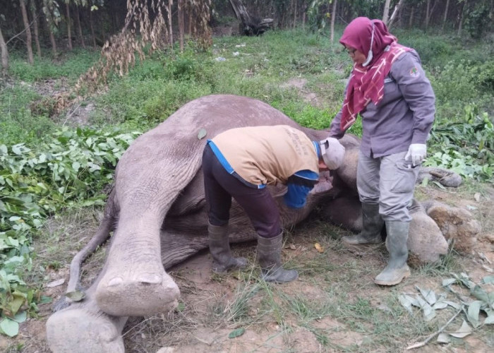 Berita Duka, Seekor Gajah Ditemukan Mati di TNTN Riau