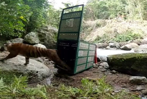 Harimau Surya Terpantau di Kawasan Renah Kayu Embun, Muncul Juga Harimau Lain di Sini...