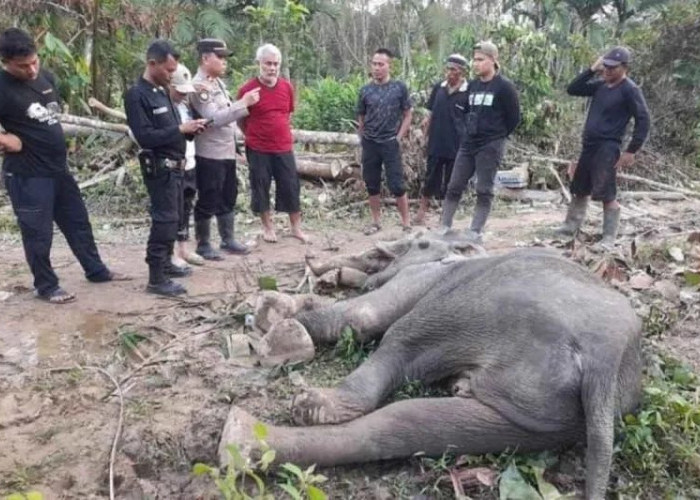 BKSDA Gajah Ditemukan Mati di Aceh Timur