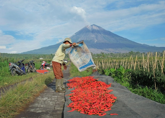 Sasar 558 Ribu Petani dan 23 Ribu Nelayan, BRI Kucurkan KUR Rp65,95 Triliun per April 2026