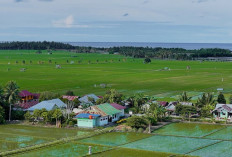 Dari Potensi Lokal ke Prestasi Nasional, Desa BRILiaN Sausu Tambu Perkuat Ekonomi Pesisir