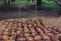 Belasan Perusahaan Sawit di Mukomuko Sepakat Kembali Ikuti Harga TBS Ketetapan Provinsi Rp3.465/Kg