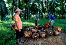 Harga TBS Sawit Swadaya Dharmasraya Naik Jadi Rp2.890 per Kilogram