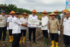Panen Jagung di Merangin, Menko Pangan Serahkan Bantuan 5 Unit Traktor