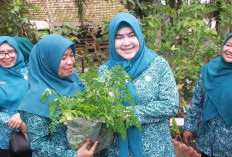 Hj. Fadhilah Sadat Tinjau Kebun TOGA Desa Purwodadi, Dorong Kesehatan Mandiri Keluarga