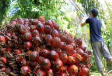 Harga TBS Sawit Lampung Periode I Juli 2026 Tertinggi Rp3.413,50/Kg, Berikut Daftar Harga TBS 1-15 Juli 2026