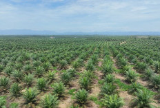 Produksi Sawit Nasional Stagnan, PalmCo Genjot Transformasi Kebun Rakyat