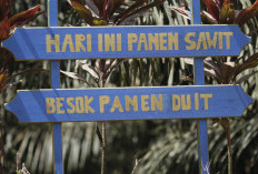 Harga TBS Sawit Dharmasraya 24 Agustus 2026, Tertinggi Rp3.942/Kg, Brondolan Rp3.950/Kg, Berikut Rinciannya