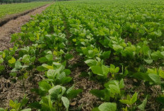 Petani Tanjabtim Naik Kelas, Garap Usaha Penangkaran Benih Kedelai