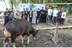 Bank Jambi Kurban 42 Ekor Sapi dan 5 Ekor Kambing