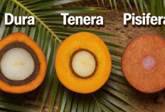  Dura, Tenera, dan Pisifera: Mengenal Karakteristik Utama Kelapa Sawit Penentu Hasil Panen