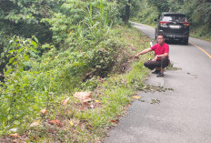 Mobil Masuk Jurang di Muara Hemat, Satu Selamat Dua Hilang