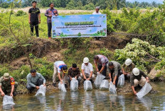 PalmCo Tebar 60 Ribu Bibit Ikan Perkuat Ekosistem Sungai di Riau
