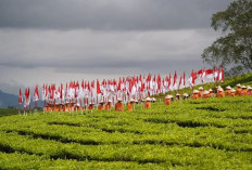 Seabad Kebun Teh Kayu Aro: Warisan Hijau di Lereng Gunung Kerinci