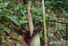 Koleksi Bunga Bangkai Raksasa Amorphopallus Titanum Mekar di Kebun Raya Bogor