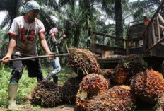 Petani Sawit Riau Gacor! Harga TBS Sawit Mitra Plasma Rp3.930,55/Kg, Ini Daftar Harga TBS 22-28 Juli 2026