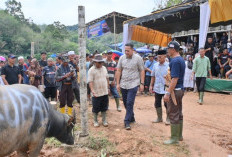 Mantai Kerbau Basamo Datuk Ba Empek Menti Nan Batigo, Bupati M. Syukur Jaga Tradisi Leluhur