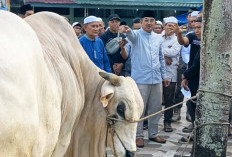 Bupati Anwar Sadat Serahkan Sapi Kurban Bantuan Presiden RI di Masjid Raya Al Muttaqin