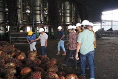 Disbunnak Tanjabtim Awasi Penerapan Harga TBS Sawit di PKS
