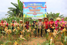 Panen Raya Jagung di Geragai Dukung Swasembada Pangan Nasional