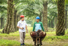 Petani Cuan! Harga TBS Sawit Swadaya di Riau Melejit Tembus Rp 4.088/Kg