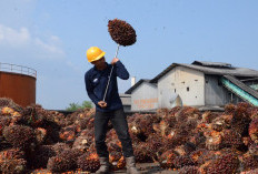 Harga TBS Sawit Dharmasraya 13 Agustus 2026,  Tertinggi Rp4.045/Kg, Terendah Rp3.180/Kg, Ini Rinciannya