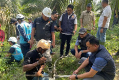 Polda Jambi, Bareskrim dan PLN Investigasi Penyebab Blackout Massal di Sumatera