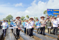 Wako Alfin Ikut Penanaman Serentak Bawang Putih Nasional di Kayu Aro