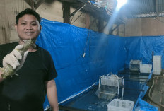 Harga Udang Ketak di Tanjabtim Stabil, Pasokan Berkurang