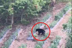 Beruang Masuk Kebun Warga di Kerinci, BBTNKS Lakukan Pemantauan